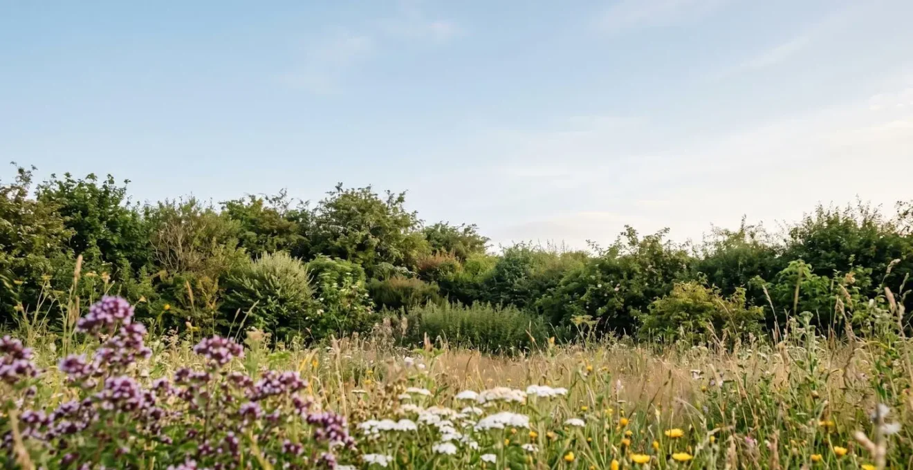 Jardin naturel sauvage accueillant la biodiversité avec prairies fleuries et haies champêtres