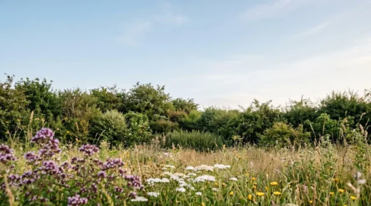 Jardin naturel sauvage accueillant la biodiversité avec prairies fleuries et haies champêtres