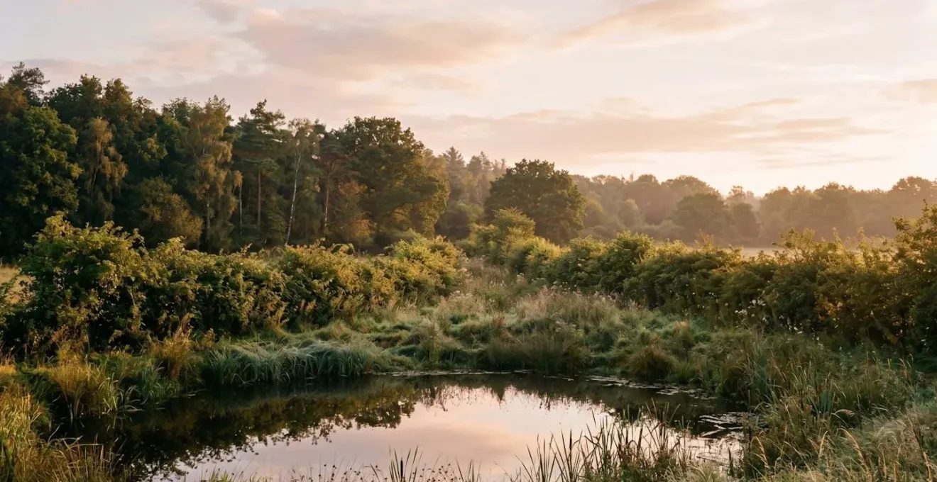 Un paysage naturel diversifié montrant l'interconnexion entre différents habitats : mare forestière, haie champêtre et corridor écologique