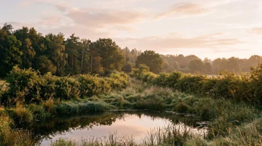 Un paysage naturel diversifié montrant l'interconnexion entre différents habitats : mare forestière, haie champêtre et corridor écologique